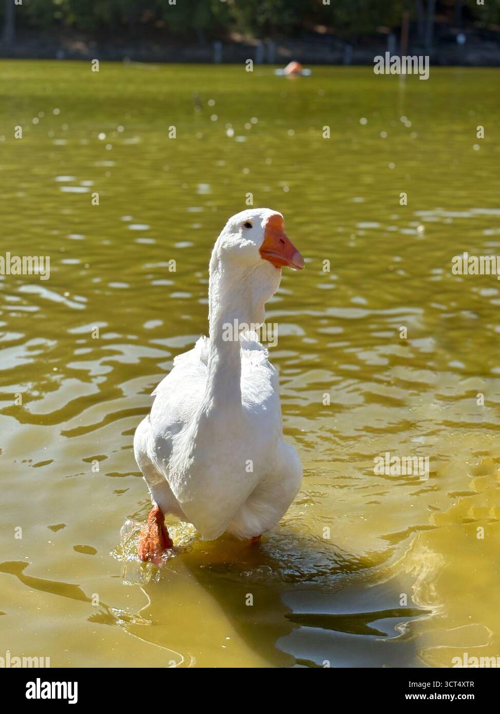 Oche domestiche bianche in piedi in acque poco profonde di uno stagno in una giornata di sole. Stile di vita rurale ecologico con oche vicino allo stagno. Foto Stock