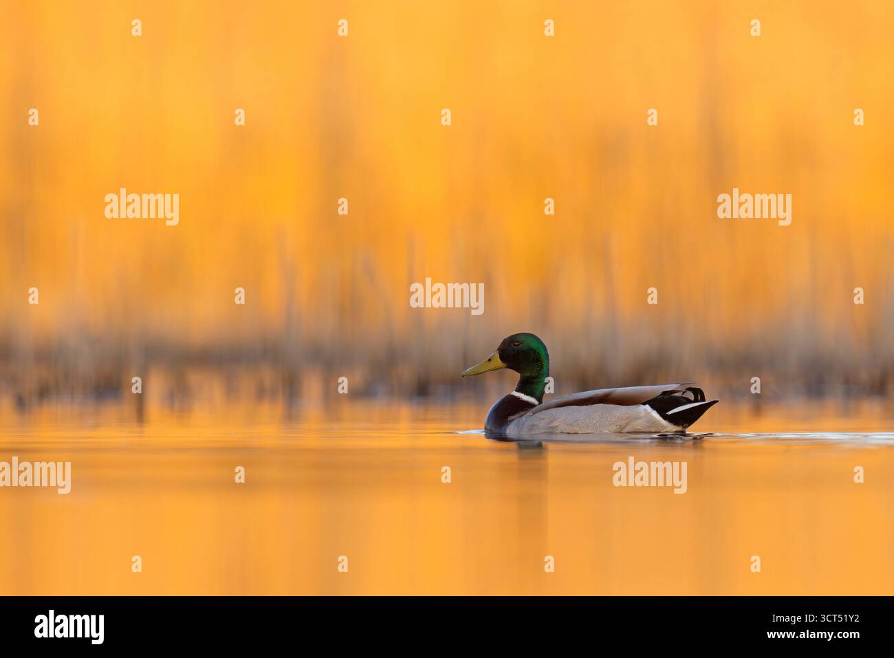 L'anatra selvatica (Anas platyrhynchos) è un'anatra che si riproduce in tutte le Americhe temperate e subtropicali, in Eurasia e in Africa Foto Stock