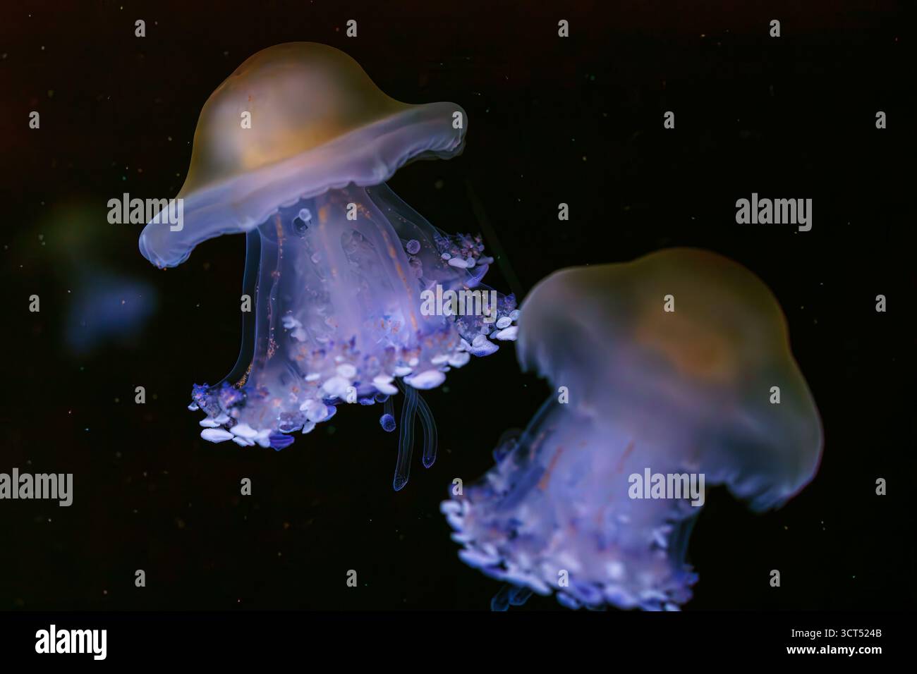 Gruppo di meduse mediterranee, Cotylorhiza tuberculata o meduse d'uovo fritte che si spostano agevolmente nelle acque blu profonde dell'acquario. Animale, acquatico o Foto Stock