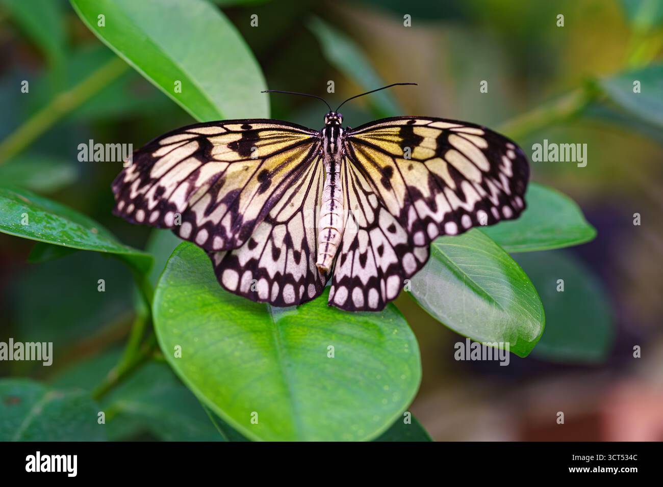Idea leuconoe, Paper Kite Butterfly, Rice Paper Butterfly o Large Tree Nymph, seduti su una foglia verde sullo sfondo del giardino. Farfalla con nero e wh Foto Stock
