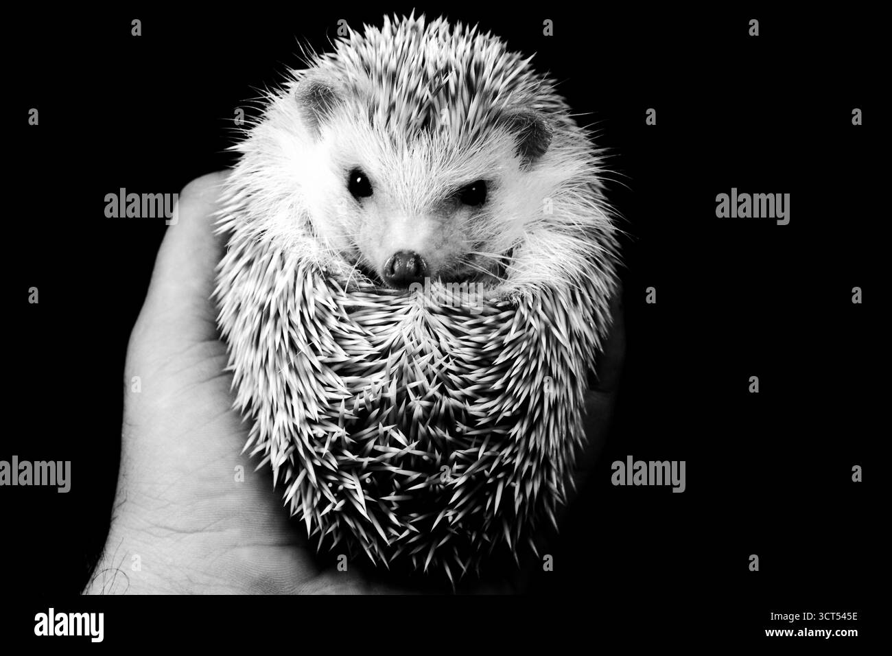 Riccio bianco e nero tenuto in mano su sfondo nero, dettagli emozionali e texture naturale Foto Stock