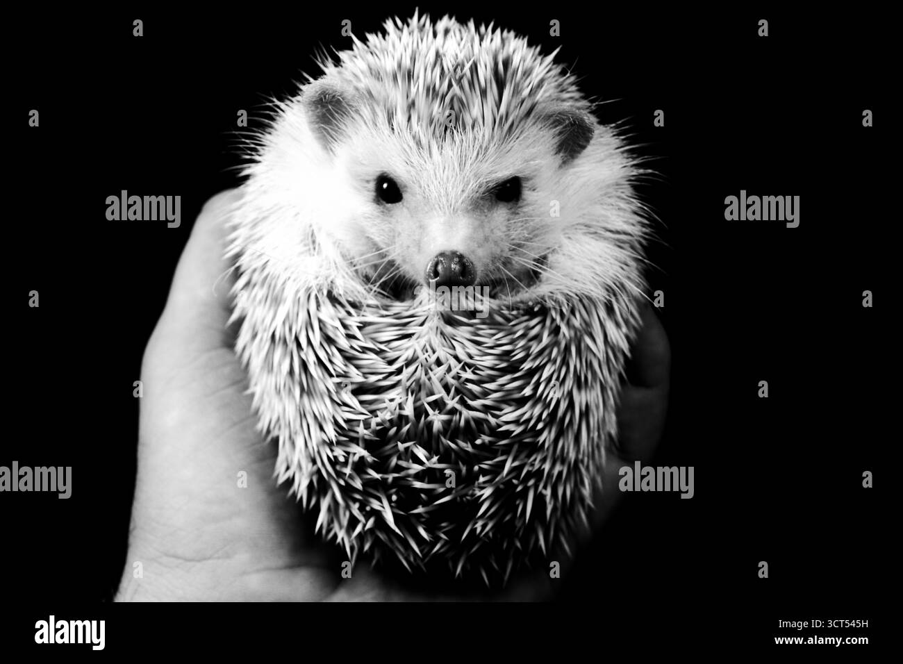 Riccio bianco e nero tenuto in mano su sfondo nero, dettagli emozionali e texture naturale Foto Stock