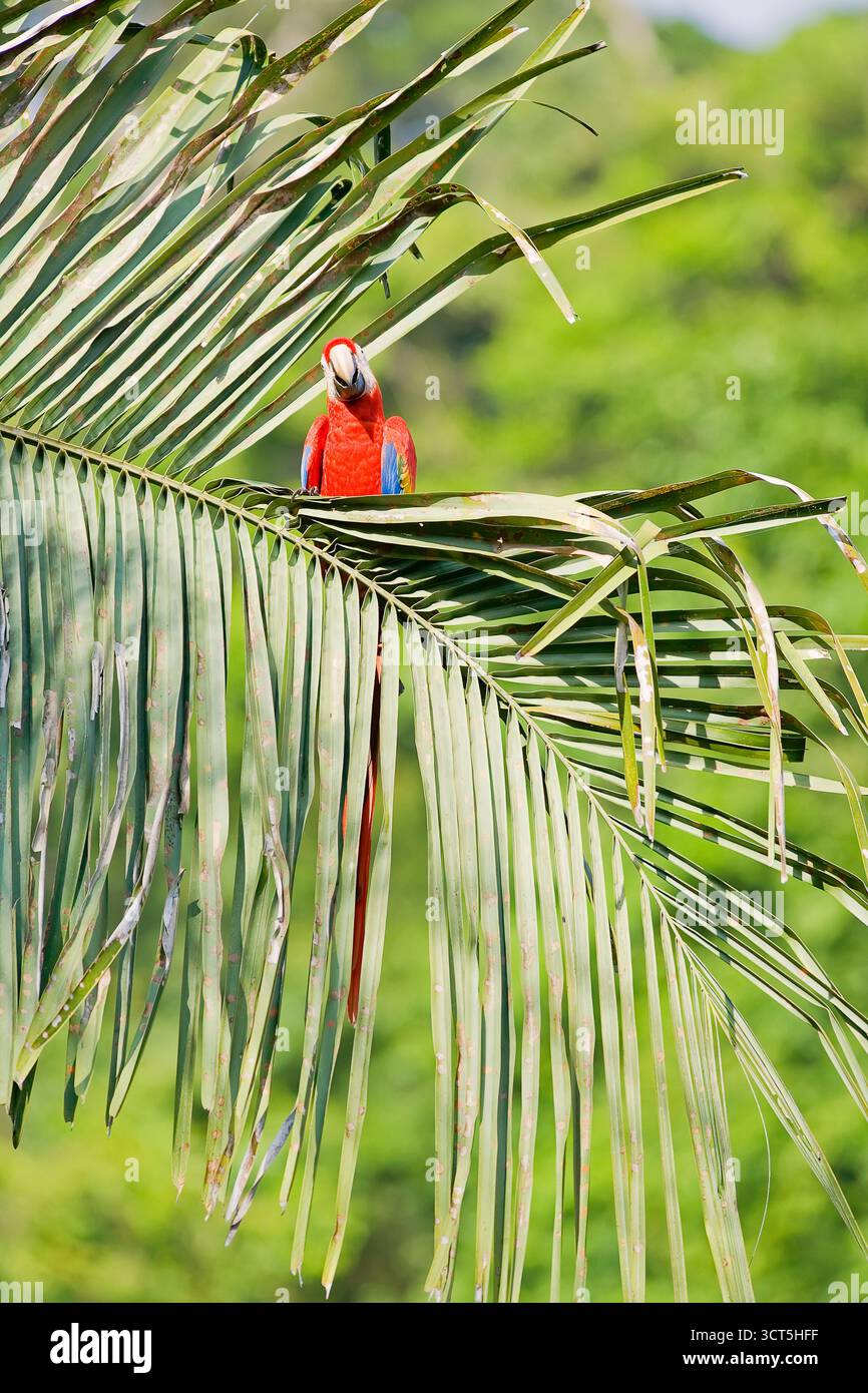 Scarlet Macaws (Ara macao) appollaiate su un albero, Parco Nazionale di Corcovado, Osa Peninsula, Costa Rica Foto Stock