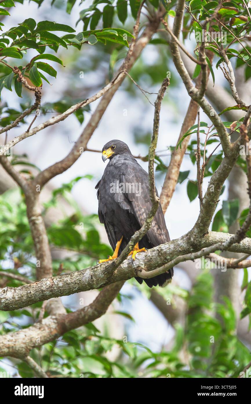 Grande falco nero (Urubitinga urubitinga) arroccato su un albero, Parco Nazionale del Corcovado, Penisola osa, Costa Rica Foto Stock