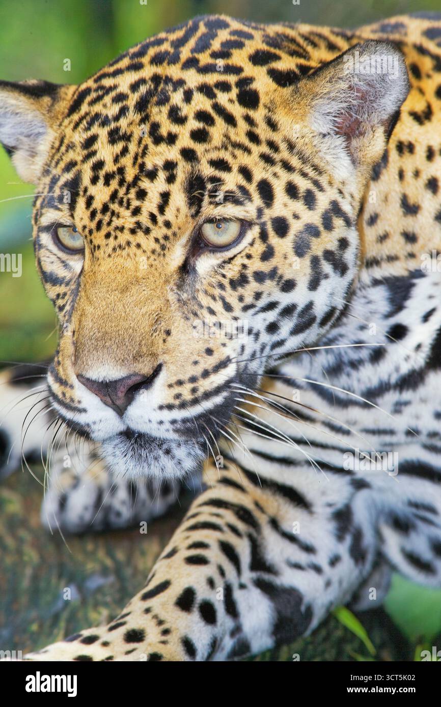 Primo piano di una Jaguar (Panthera onca), Costa Rica, America centrale Foto Stock