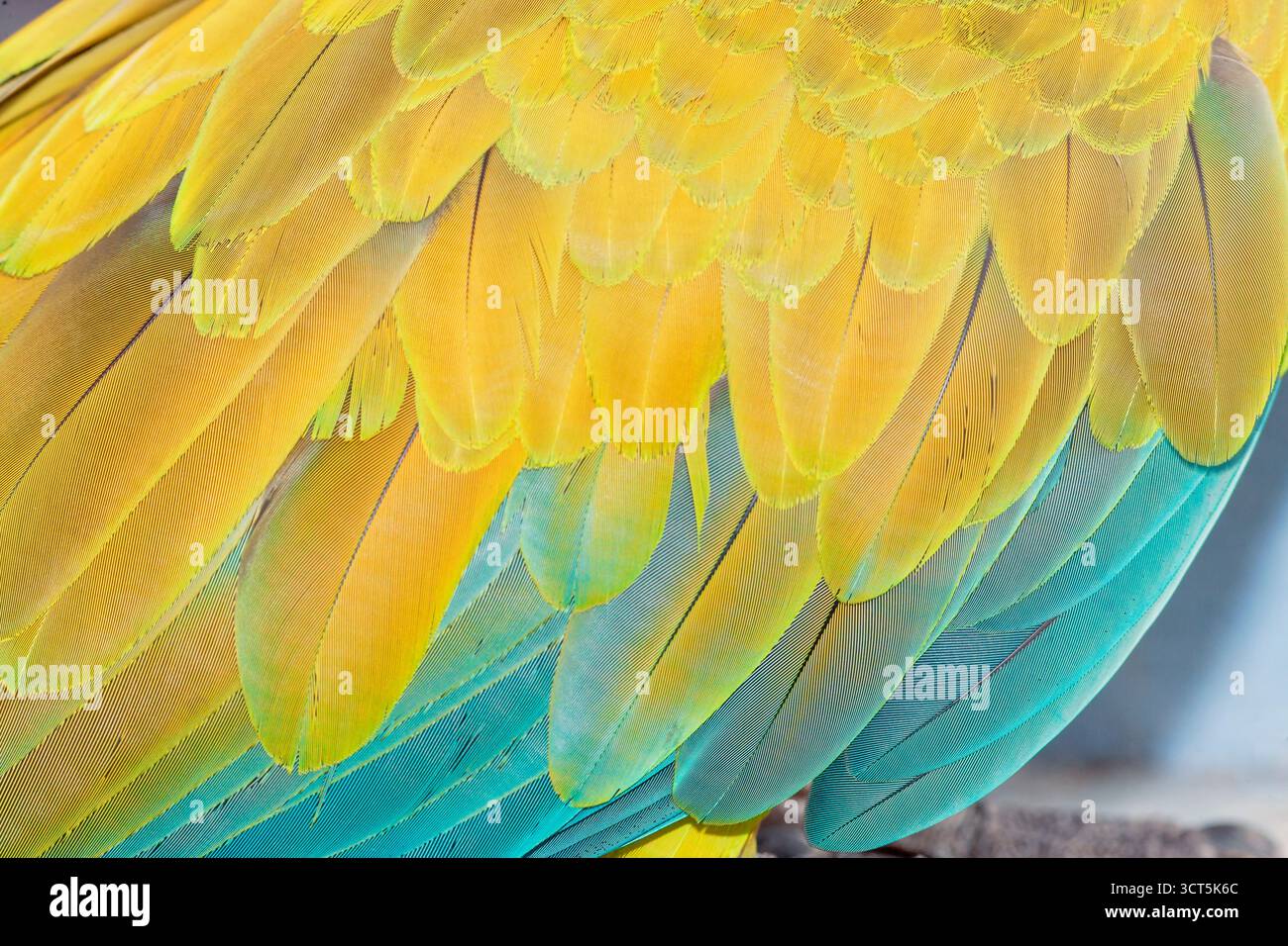 Piume di macaw militare (Ara militaris), primo piano, Costa Rica, America Centrale Foto Stock