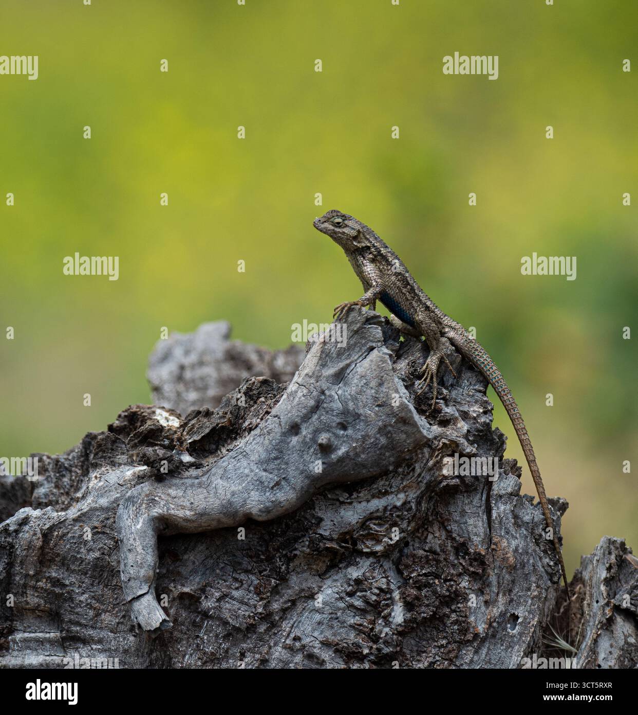 "Infuriato. Indimenticabile. Il vostro. Una straordinaria collezione di fotografie naturalistiche con un gorilla, un uccello e una lucertola. Foto Stock