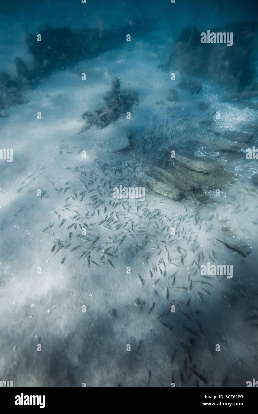 Vita sottomarina con scuola di pesci sul fondale sabbioso del mare Foto Stock