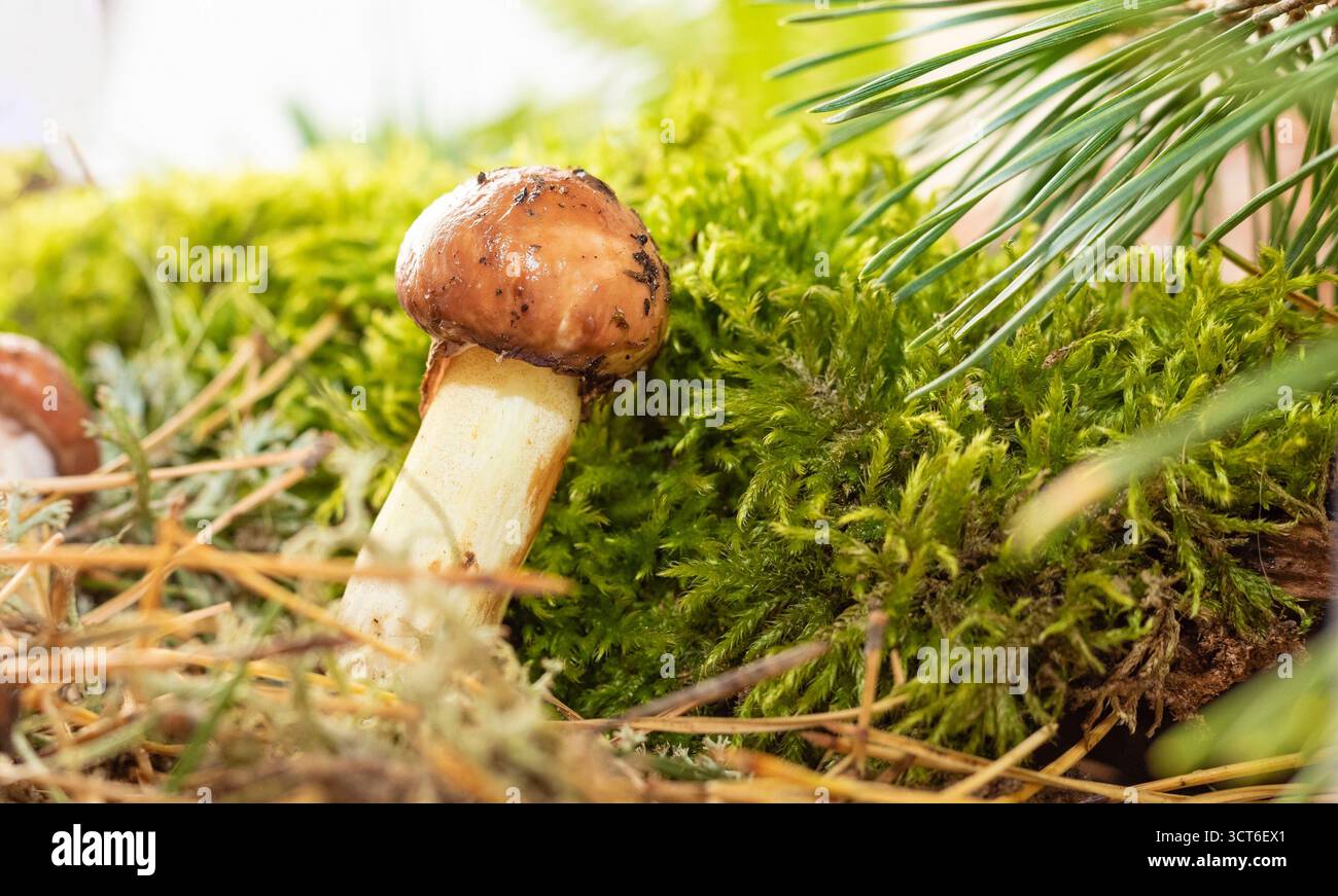 Foto macro dettagliata di funghi scivolosi e selvaggi ricoperti di aghi di pino e muschio texture e profondità naturali per design e sfondo Foto Stock