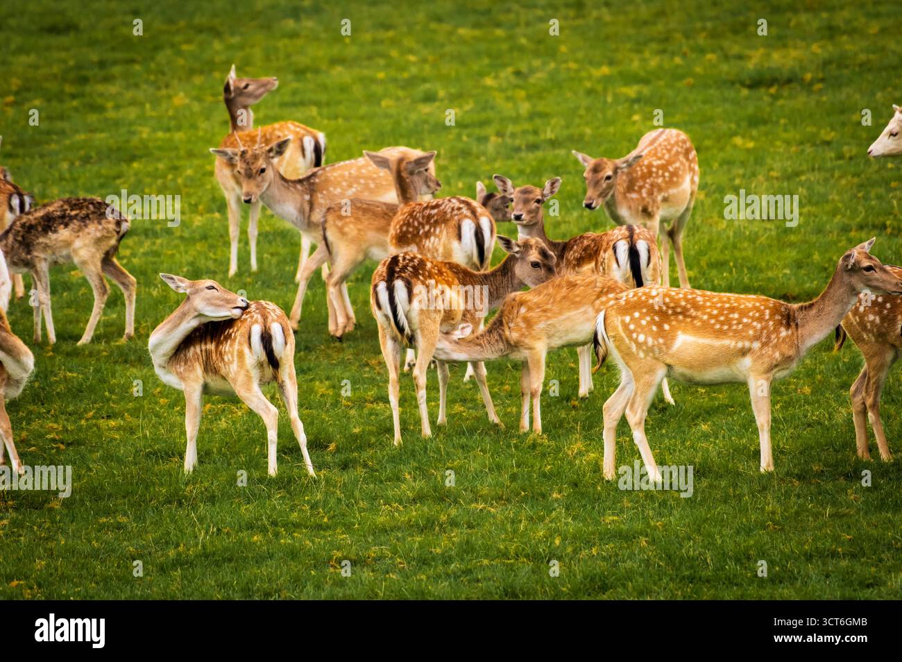 Un cervo allatta i suoi giovani in una vedova Foto Stock