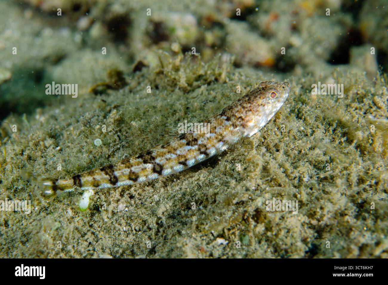 Pesci lucertola, Synodus dermatogenys, sito di immersione di Laha, Ambon, Maluku, Indonesia Foto Stock