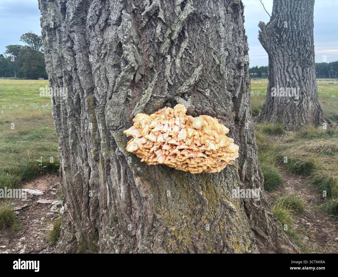 Fungo a mensola che sporge dal tronco di un albero nel bosco scozzese caratterizzato da una crescita stratificata sulla corteccia con parte inferiore porosa e muschio adiacente Foto Stock