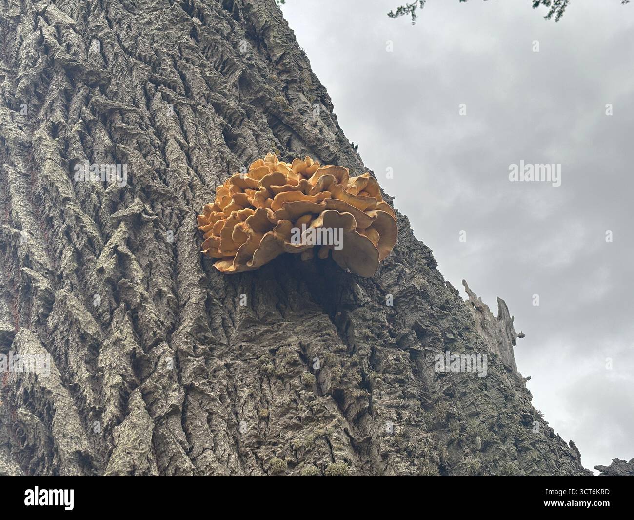Fungo a mensola che sporge dal tronco di un albero nel bosco scozzese caratterizzato da una crescita stratificata sulla corteccia con parte inferiore porosa e muschio adiacente Foto Stock