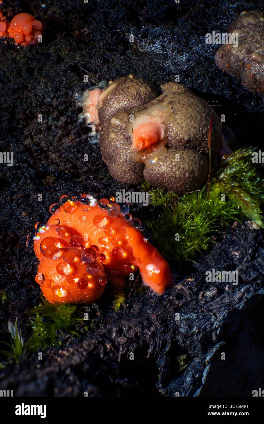 Sagoma liscia brillante con gocce d'arancio vivide e texture umida su legno scuro in decadenza, dettagli macro foresta Foto Stock
