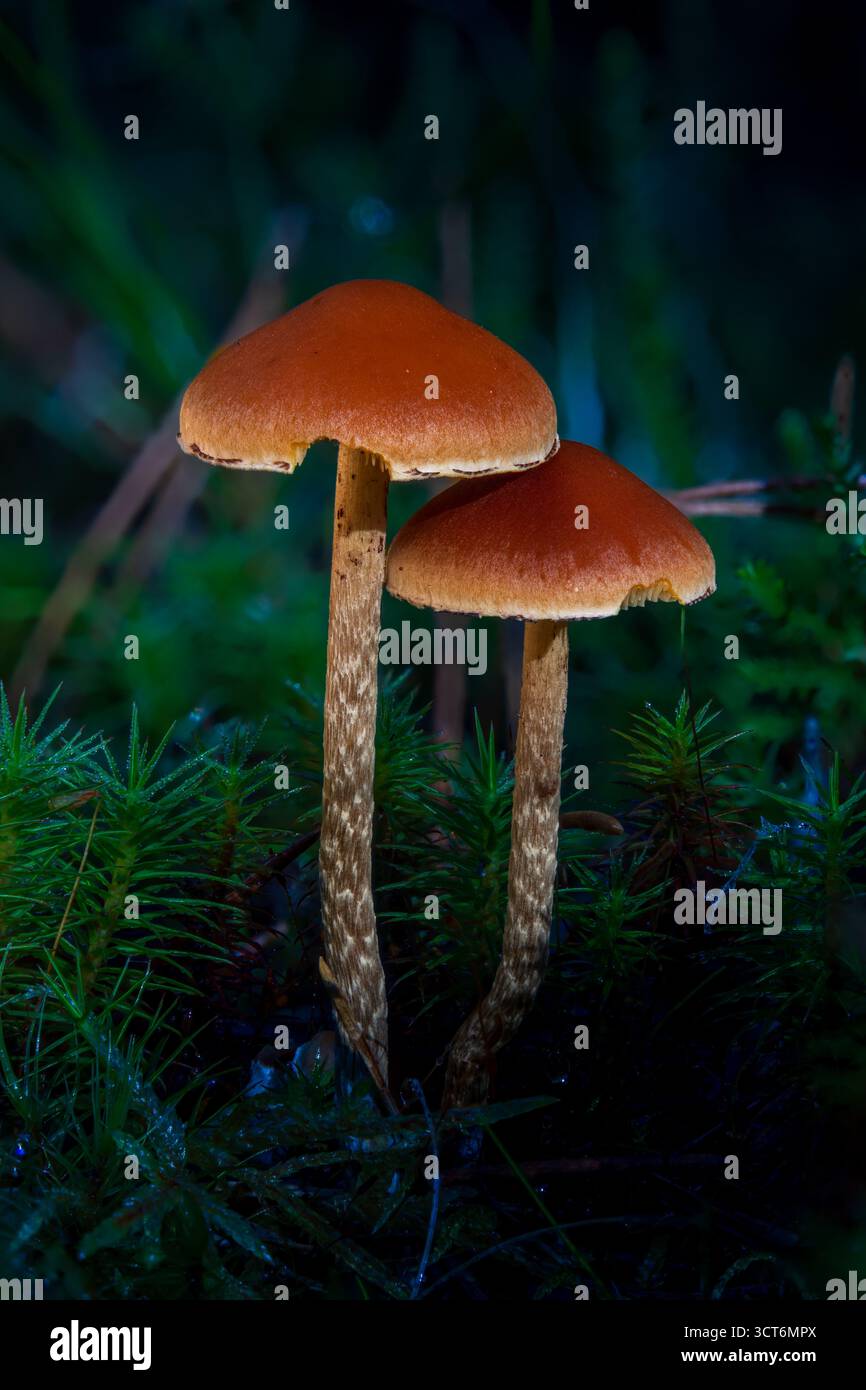funghi selvatici nella foresta macro e primo piano Foto Stock