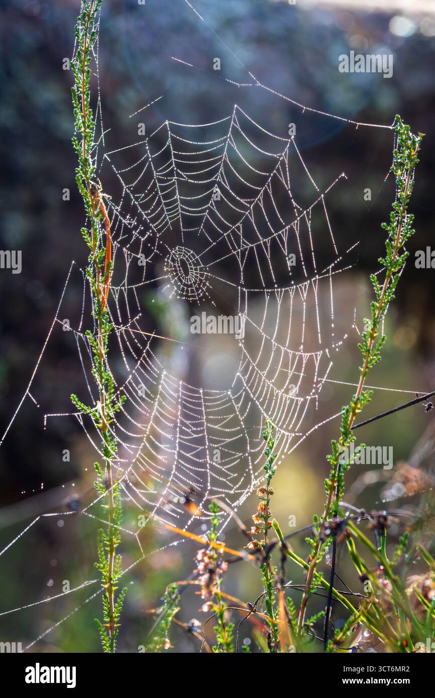 Ragnatela coperta di rugiada tra piante forestali verdi alla luce del mattino, macro primo piano che mostra simmetria e dettagli Foto Stock