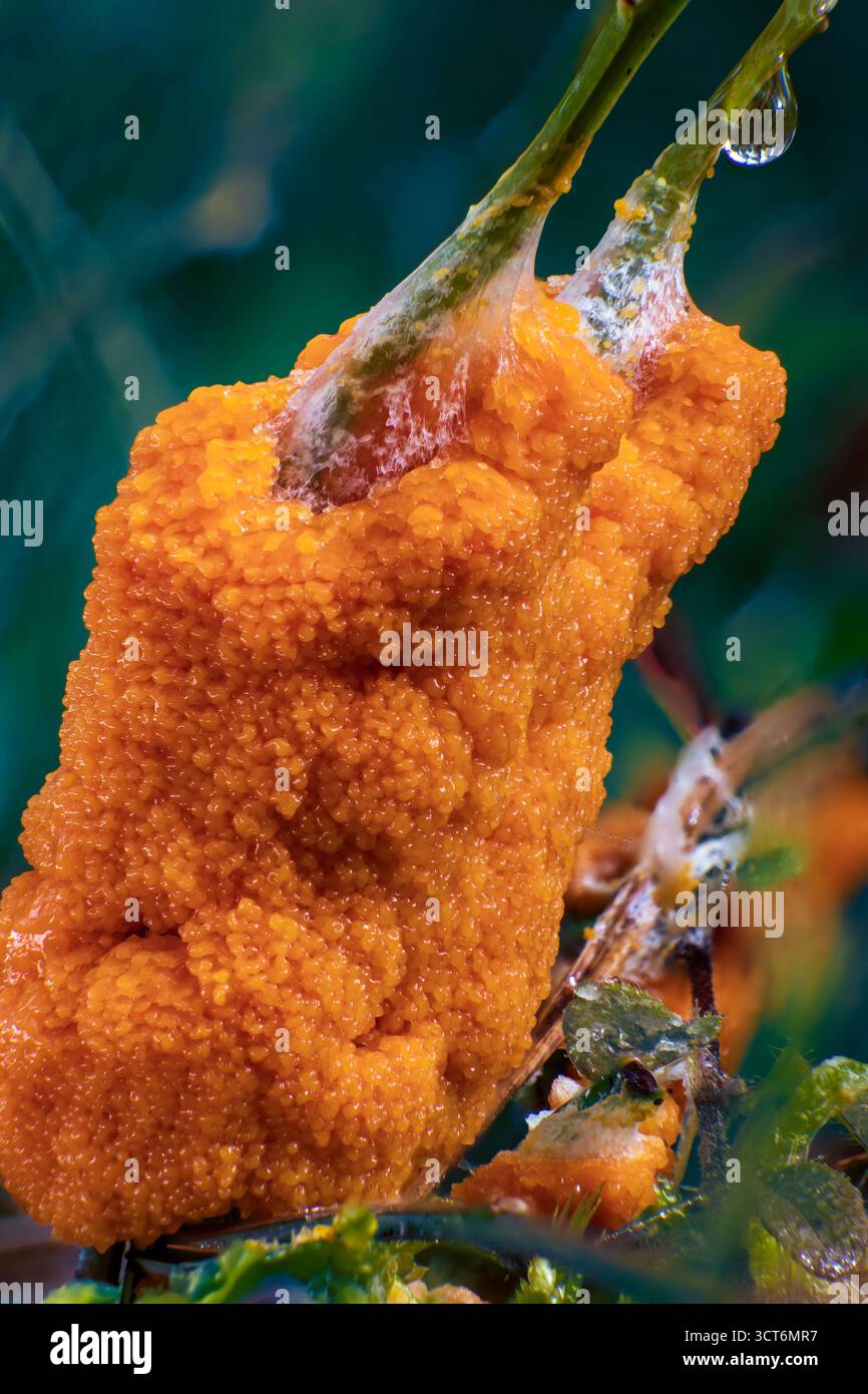Muffa di melma arancione che forma una densa massa sporangia su ramoscello muschiato, foto macro della struttura di mixomicete forestale Foto Stock