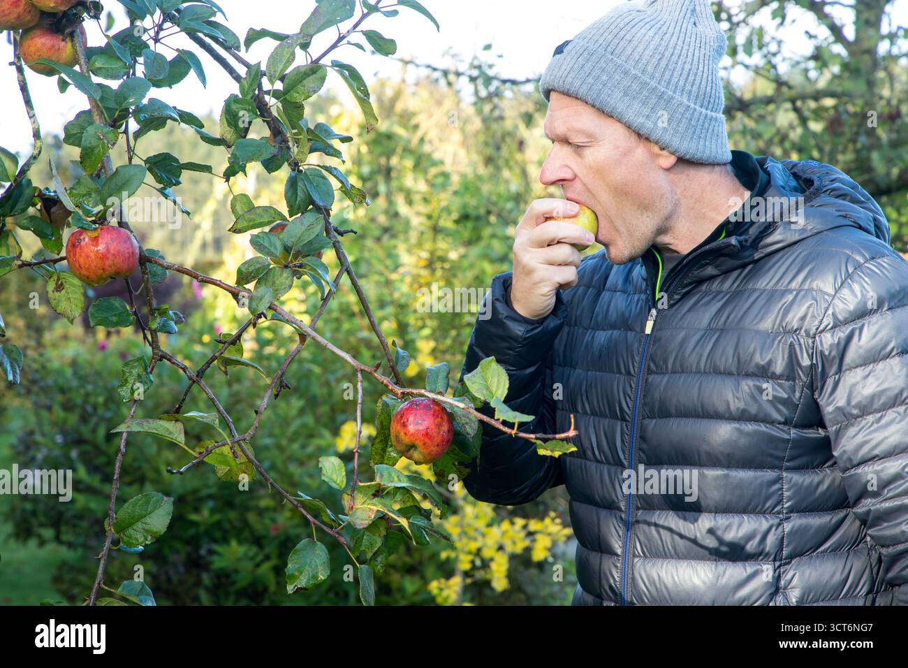Uomo che morde una mela appena raccolta con giacca invernale e berretto, l'uomo ama la mela appena raccolta in giardino Foto Stock