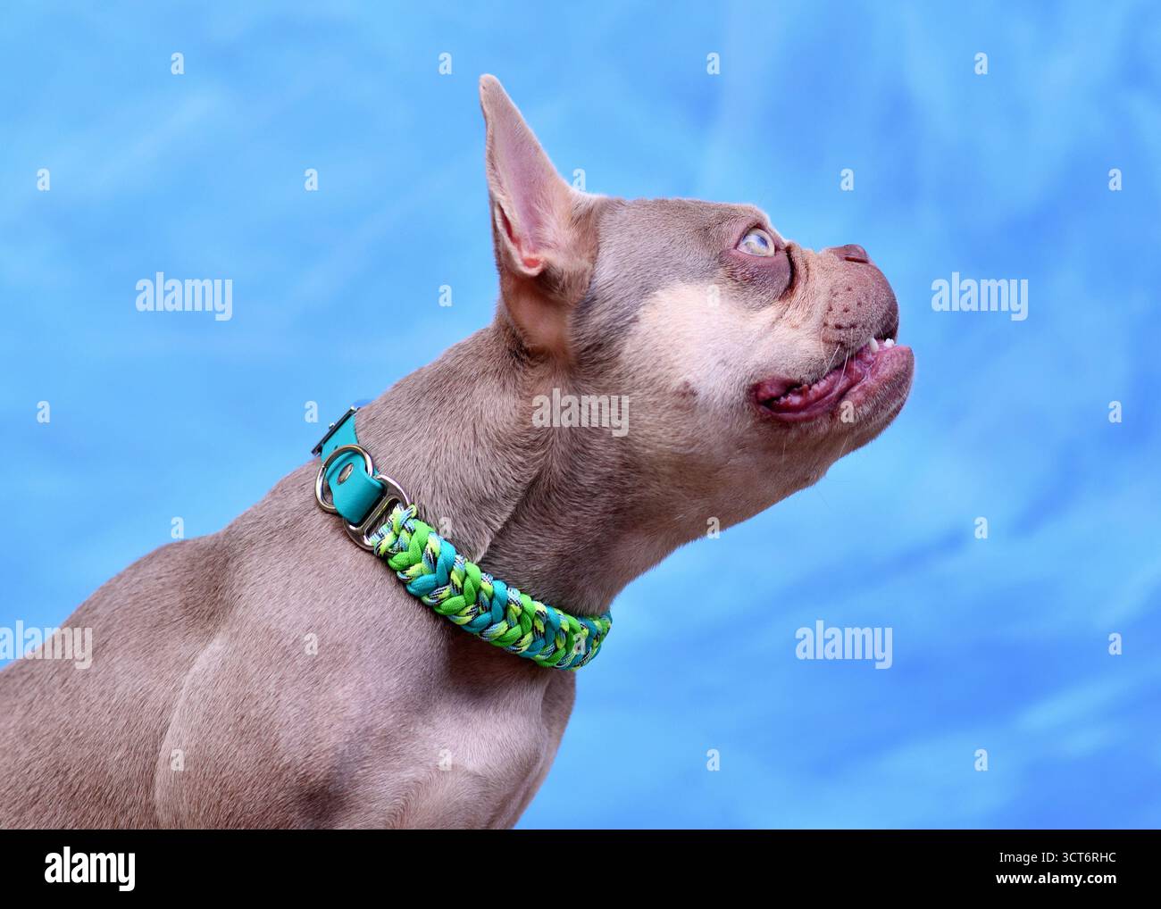 Nuovo Bulldog francese colorato Isabella con colletto paracord intrecciato in fondo blu Foto Stock