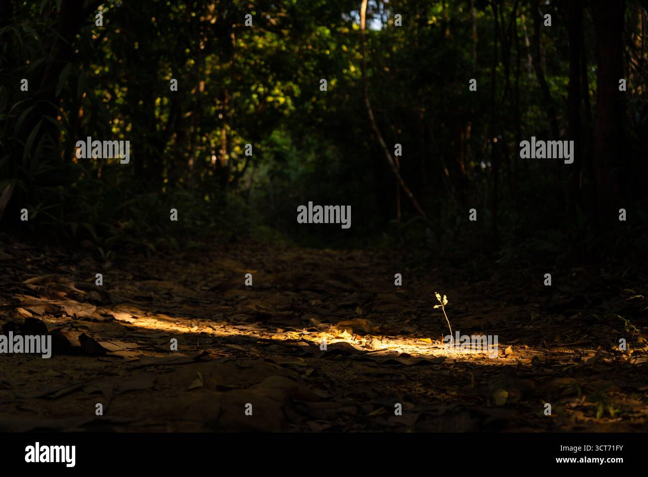 Un piccolo albero si stagliava nel bosco, la sua presenza accentuata dalle strette fasci di luce solare che riuscivano a raggiungerlo. Foto Stock