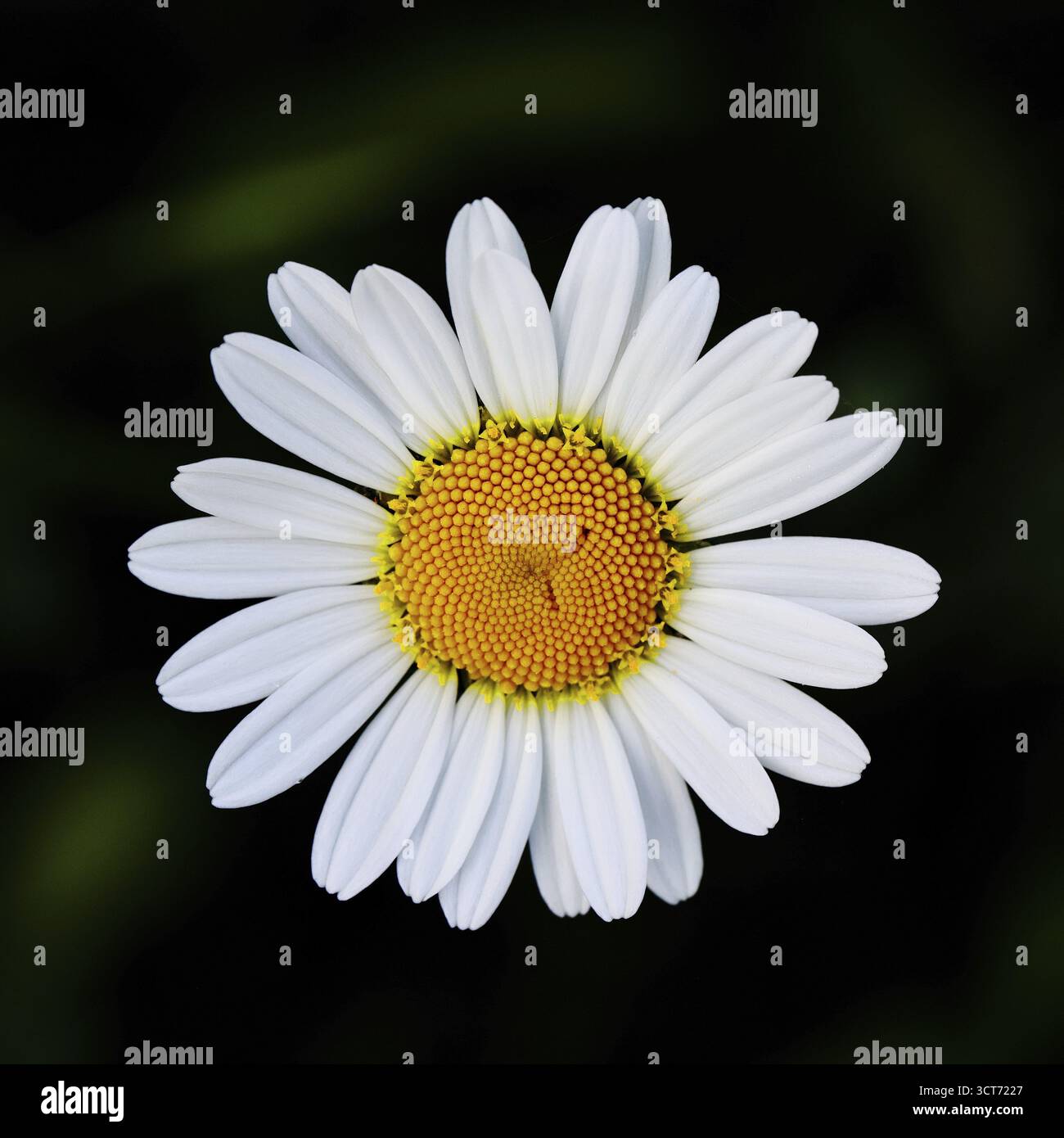 Magerwiesenmargerite Magerwiesen Margerite (Chrysanthemum leucanthemum), Bluete vor schwarzem Hintergrund, Wilnsdorf, Nordrhein-Westfalen, Deutschland Foto Stock