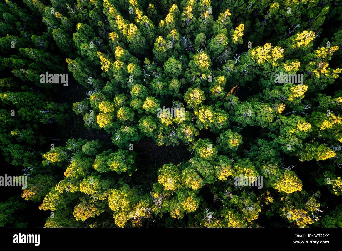 Vista aerea della foresta di pini presso la finestra Les Makes sull'isola di Reunion durante l'alba Foto Stock