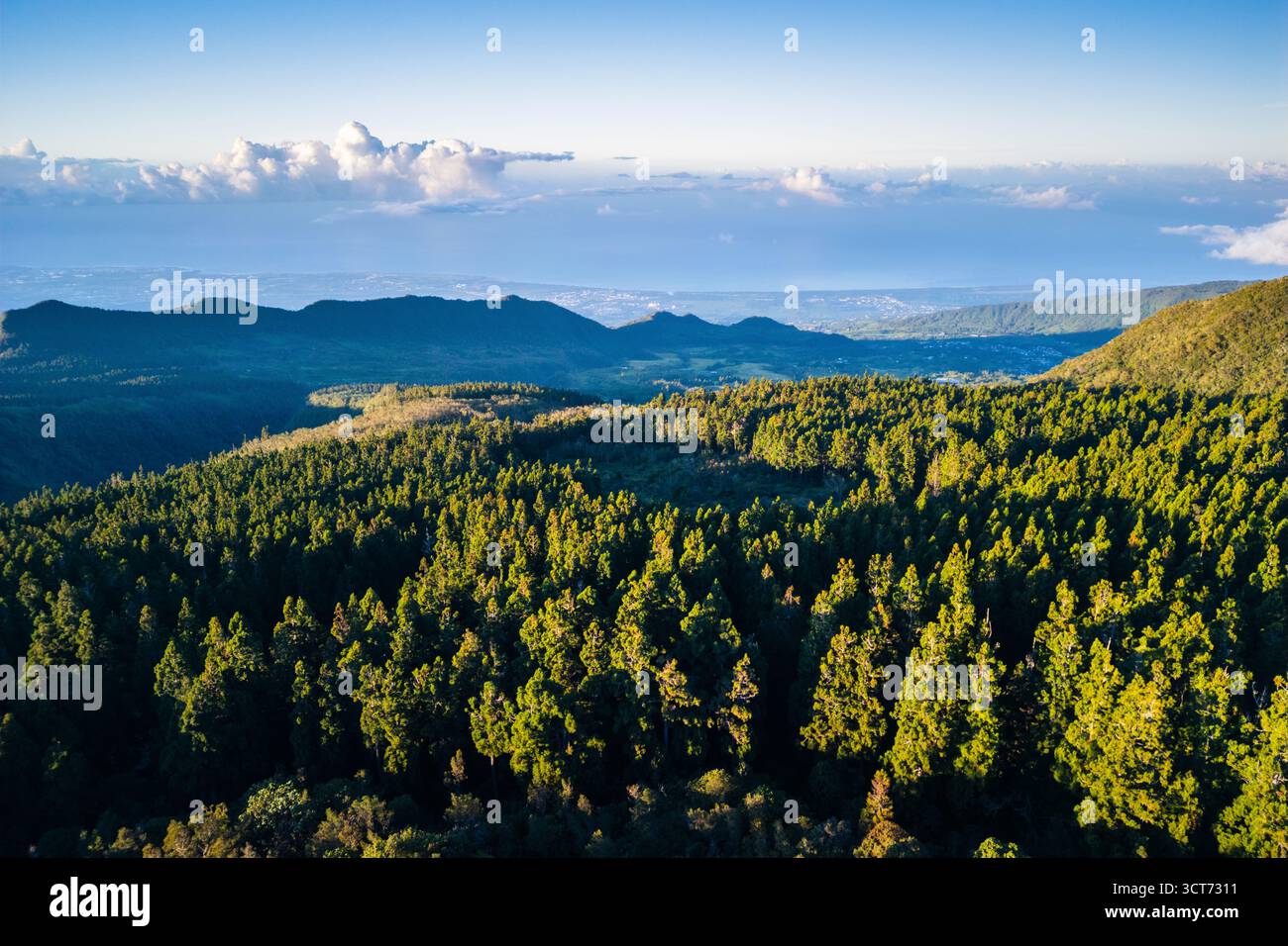 La foresta di pini a Les è un punto panoramico con vista sull'oceano a Reunion Island durante una giornata di sole Foto Stock
