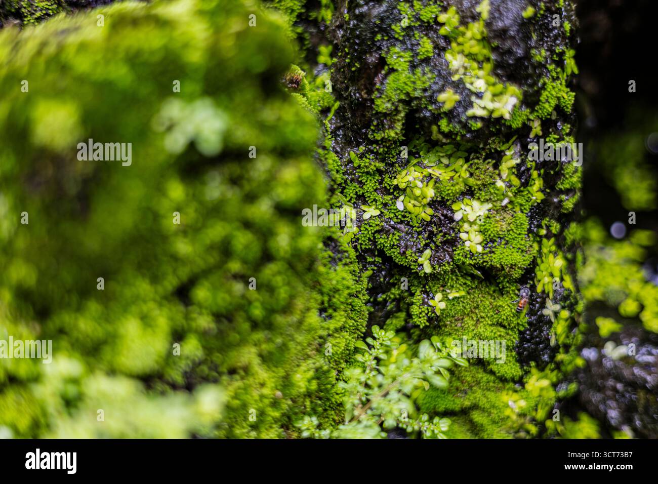 Primo piano di Moss, Rocks e Aquatic Life, fotografia testurizzata che mostra l'armonia tra acqua e natura, ideale per il design creativo e per i professionisti dell'ambiente Foto Stock