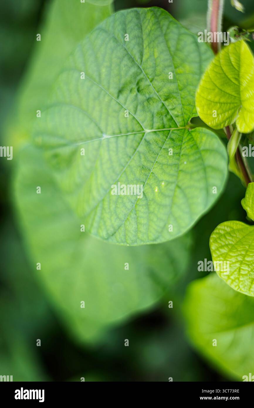Primo piano di erbacce a foglia larga vicino all'acqua, fotografie dettagliate che catturano texture verdi lussureggianti, motivi naturali e atmosfera serena, ideale per l'ambiente Foto Stock