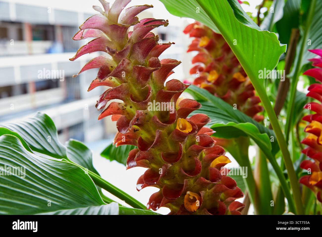 Vista ravvicinata del fiore rosa di tulipani del siam che fiorisce in giardino Foto Stock