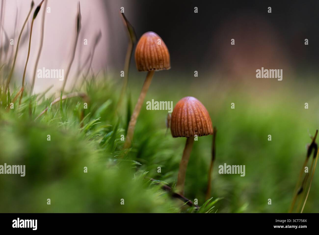 Due funghi (Mycena haematopus) con steli sottili e cappucci marroni-arancio a coste che emergono dal muschio morbido alla luce della foresta degli Apuseni Mo Foto Stock