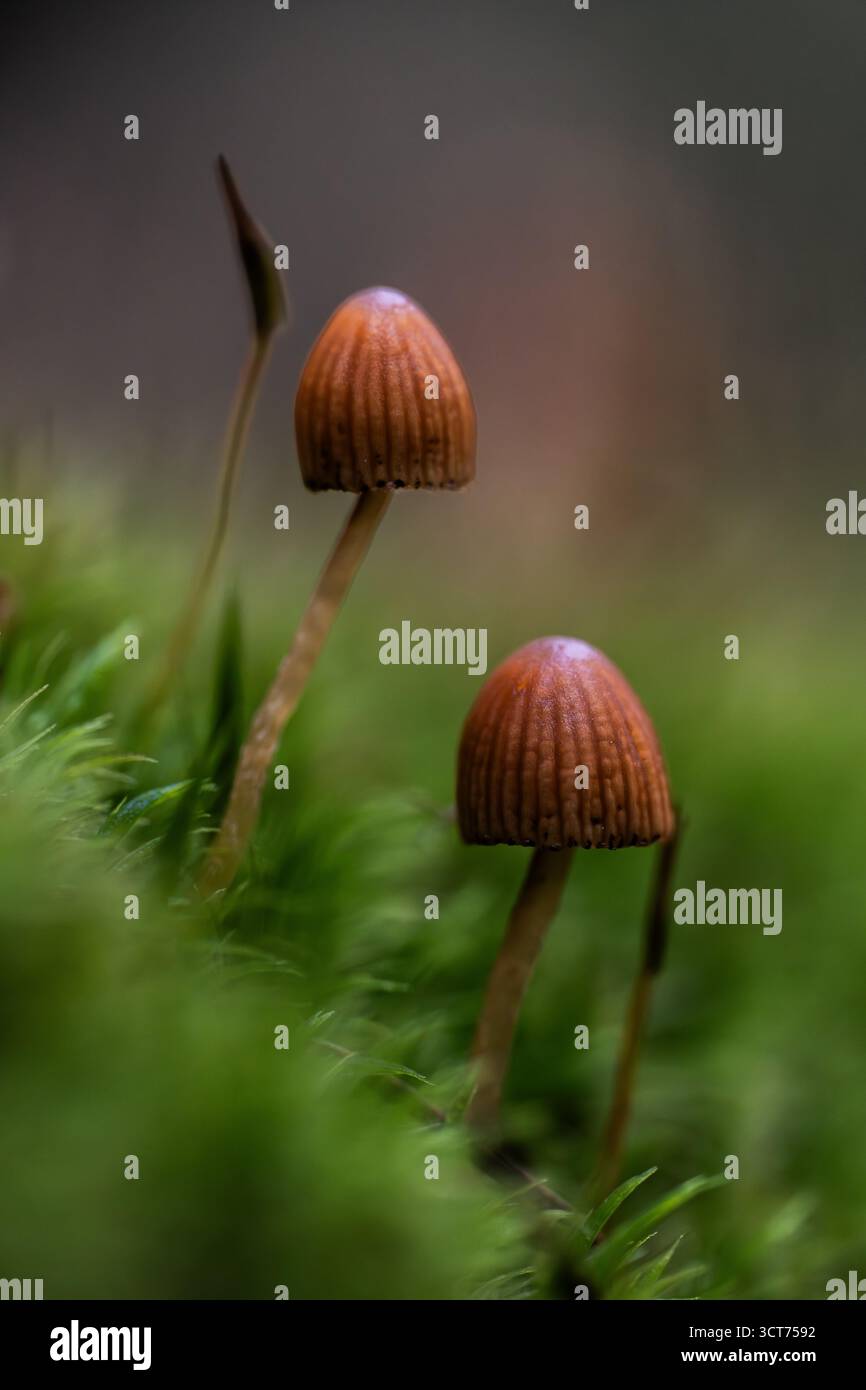 Due funghi (Mycena haematopus) con steli sottili e cappucci marroni-arancio a coste che emergono dal muschio morbido alla luce della foresta degli Apuseni Mo Foto Stock