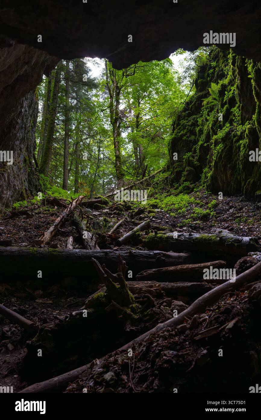Vista dall'interno di una grotta calcarea coperta di muschio che si apre verso una lussureggiante foresta verde con felci e tronchi caduti sul terreno dei monti Apuseni Foto Stock