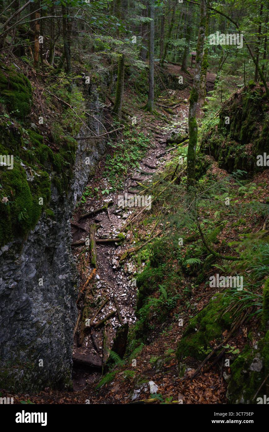 Stretto burrone calcareo coperto di muschio pieno di tronchi caduti e vegetazione forestale in un ambiente boschivo umido nei Monti Apuseni Foto Stock