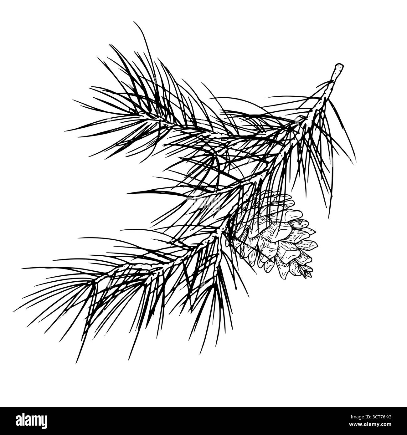 Soffice ramoscello di pino, abete e coni, schizzo. Illustrazione vettoriale. Una decorazione tradizionale natalizia, isolata su uno sfondo bianco. Per postcar Illustrazione Vettoriale