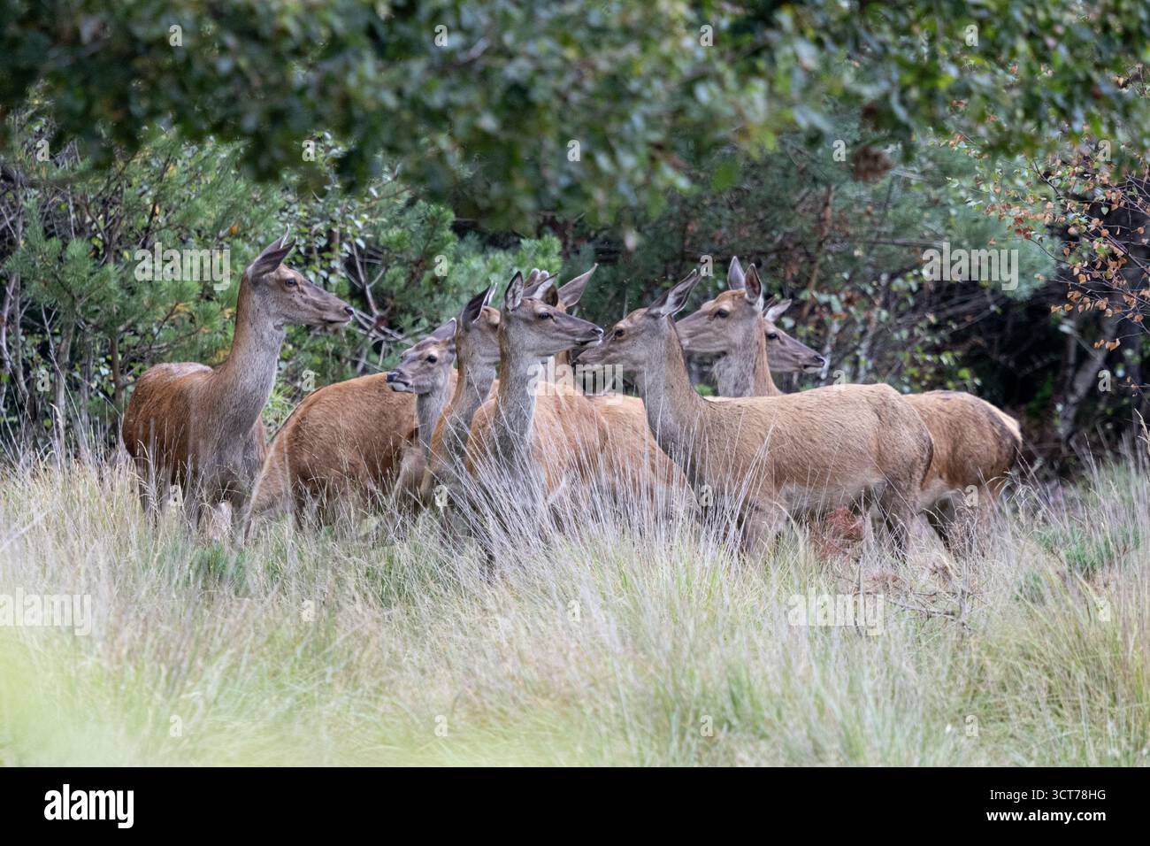 Mandria di cervi nella bonifica della foresta Foto Stock