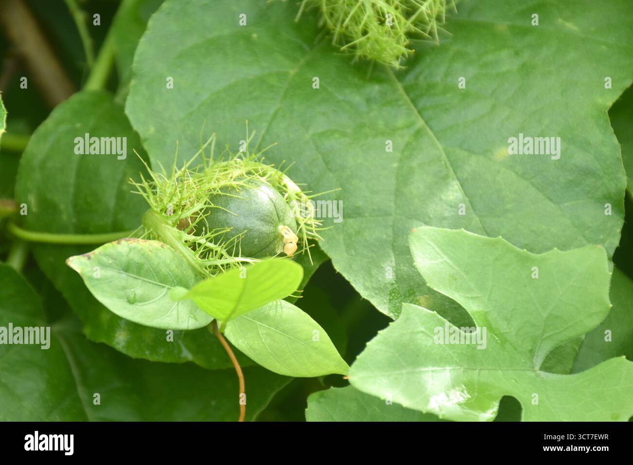 fiori di frutto della passione scarlatta o erbe tropicali della passiflora foetida che crescono nel giardino del cortile Foto Stock