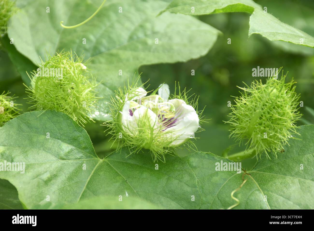 fiori di frutto della passione scarlatta o erbe tropicali della passiflora foetida che crescono nel giardino del cortile Foto Stock