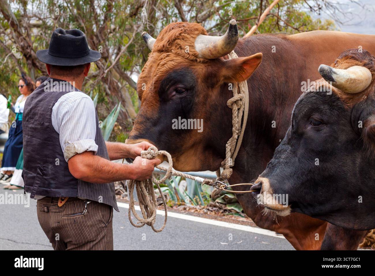 Preparativi per il pellegrinaggio di Arucas, Gran Canaria Foto Stock