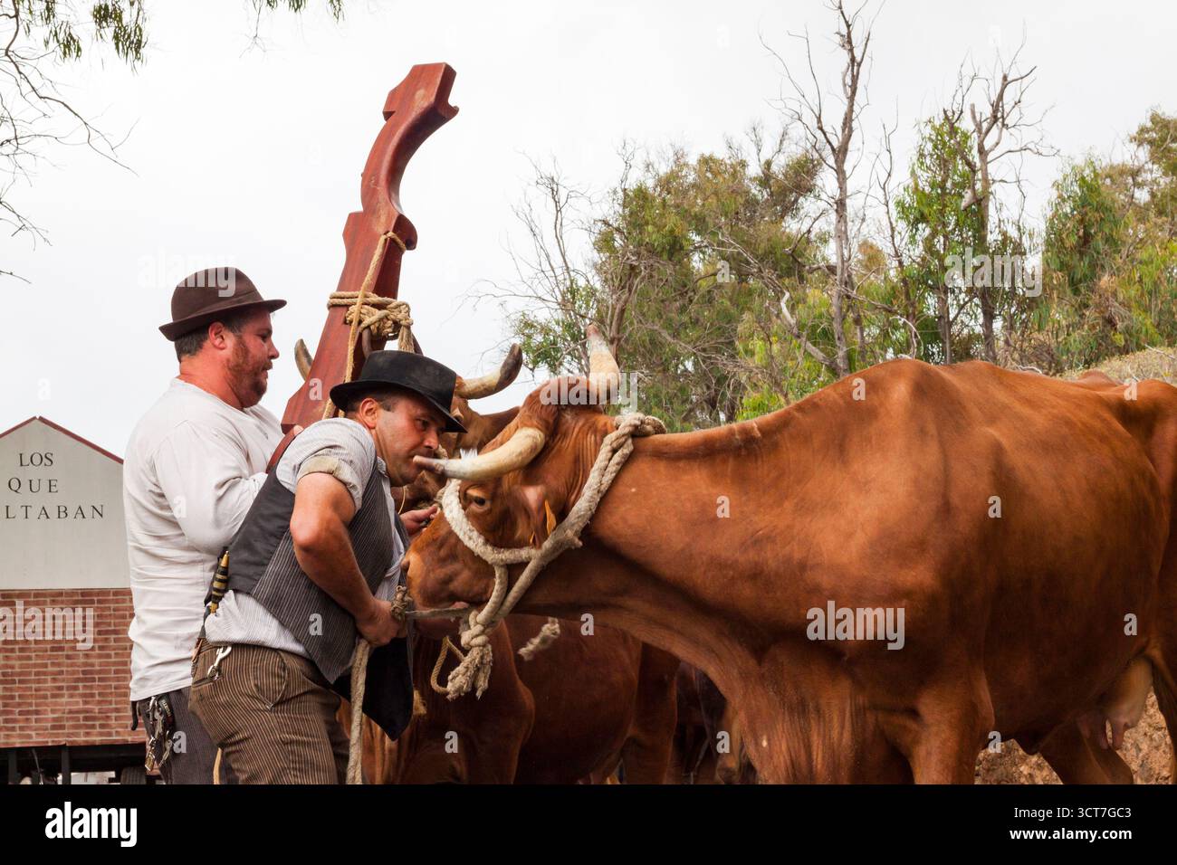 Preparativi per il pellegrinaggio di Arucas, Spagna Foto Stock