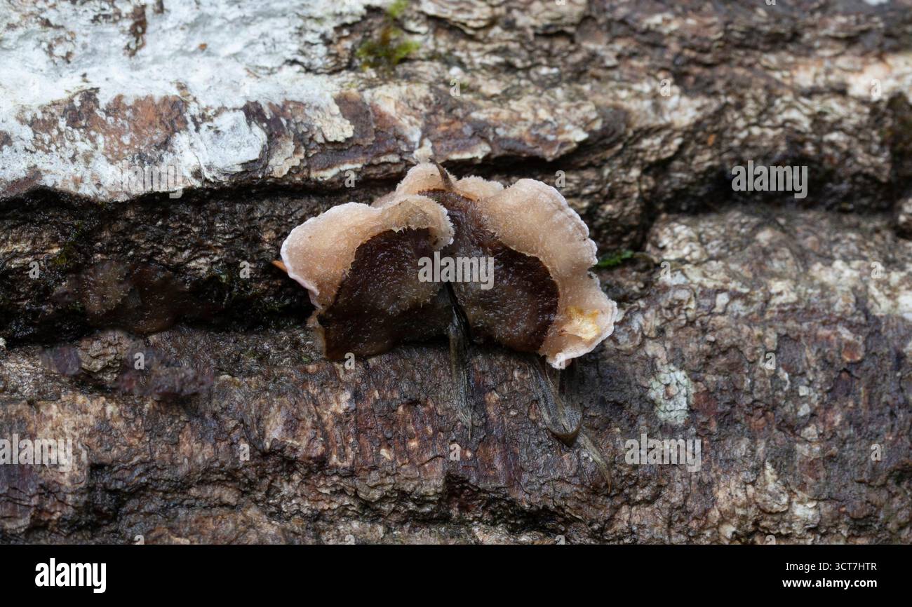 Fungo foglia d'argento - Chondrostereum purpureum Foto Stock