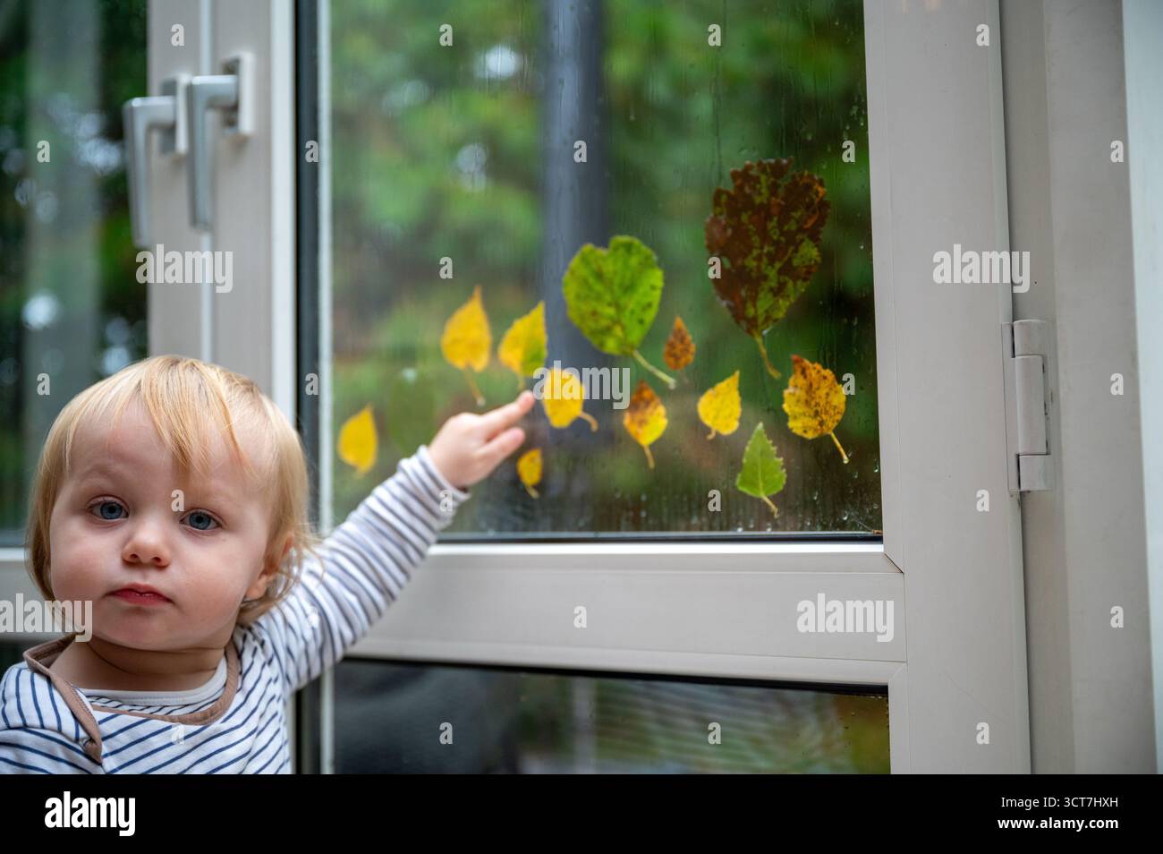 Curioso bimbo di 15 mesi che indica le foglie autunnali colorate su una finestra durante il giorno di pioggia, esplorando la natura e le texture attraverso il gioco e l'educazione Foto Stock