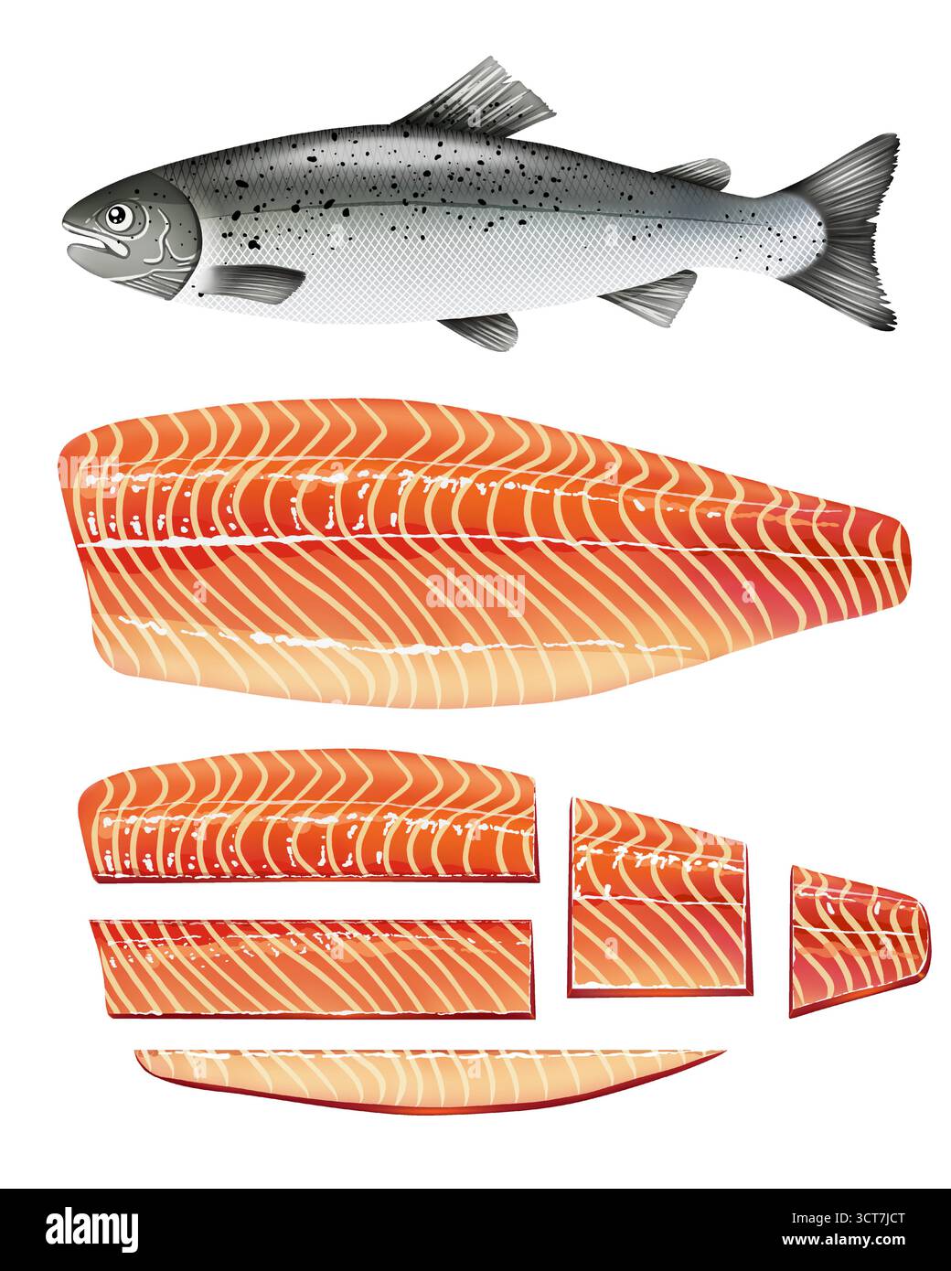 Serie di illustrazioni vettoriali dettagliate del salmone Atlantico. Il grafico comprende un pesce intero di salmone fresco e varie fasi di taglio dei filetti, che mostrano il ric Illustrazione Vettoriale