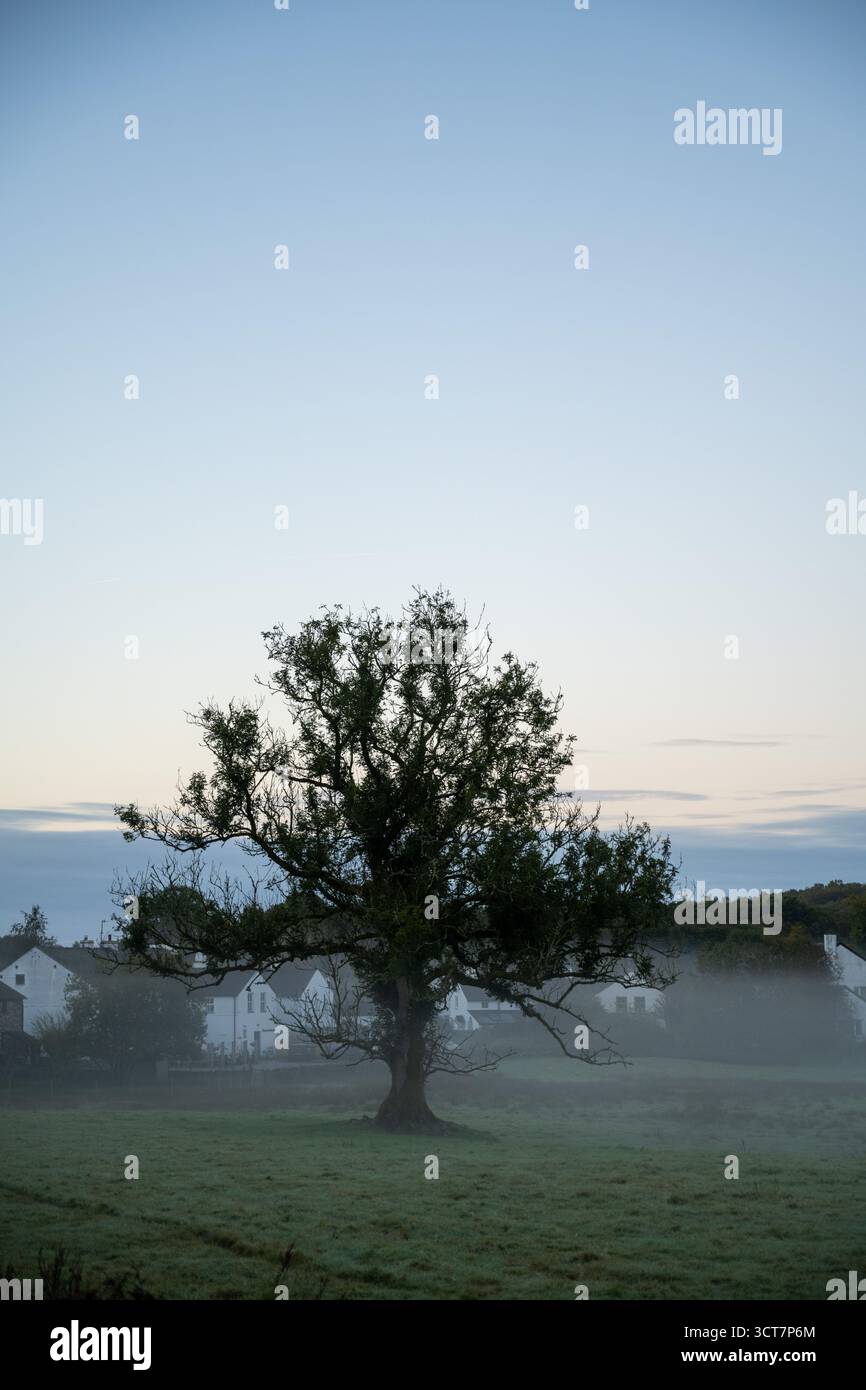 Mattina nebbiosa su terreni agricoli e cottage in Cumbria, con colline ondulate e boschi all'alba. Foto Stock