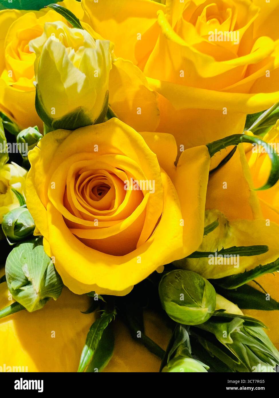 Una foto di un mucchio di rose gialle Foto Stock