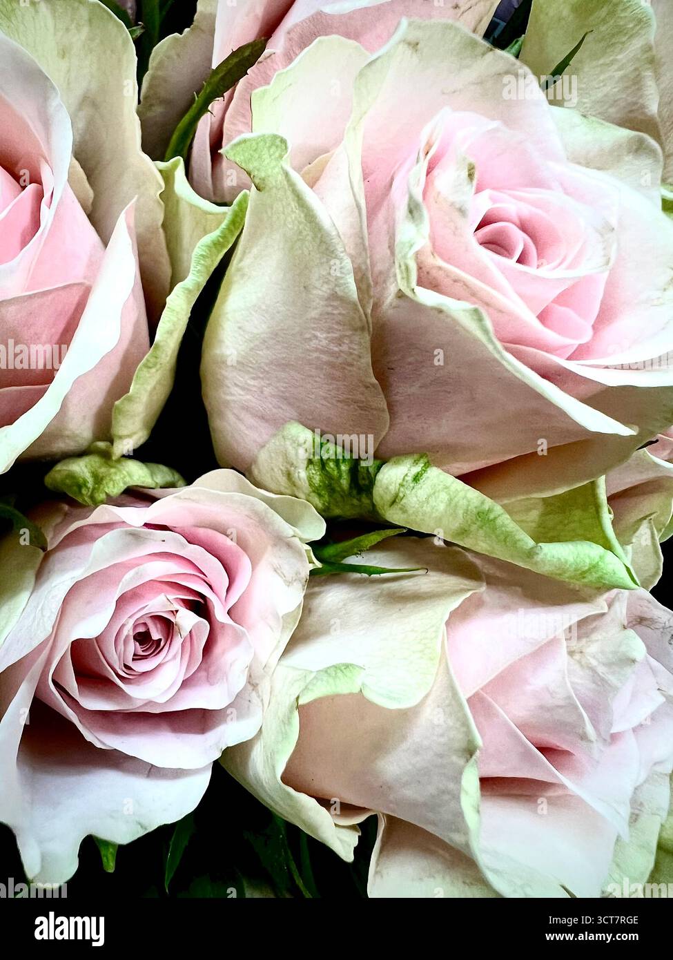 Una foto di un mucchio di rose rosa tenui Foto Stock