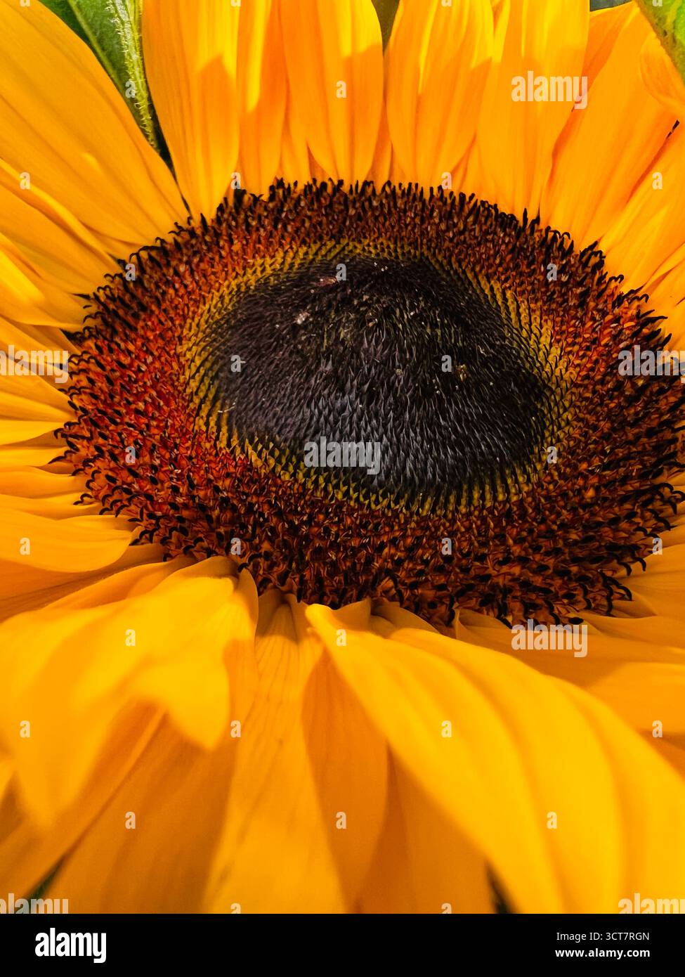 Un primo piano di un girasole che mostra alcuni petali. Foto Stock