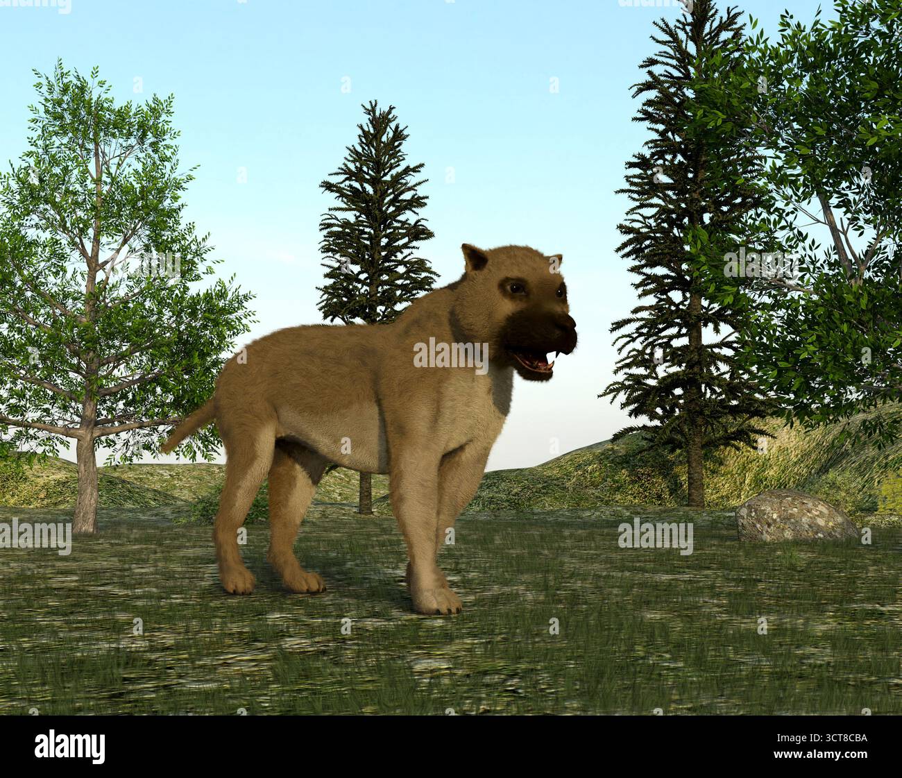 Illustrazione di un cane da orso (Amphicyon), un animale che viveva nel Miocene Foto Stock