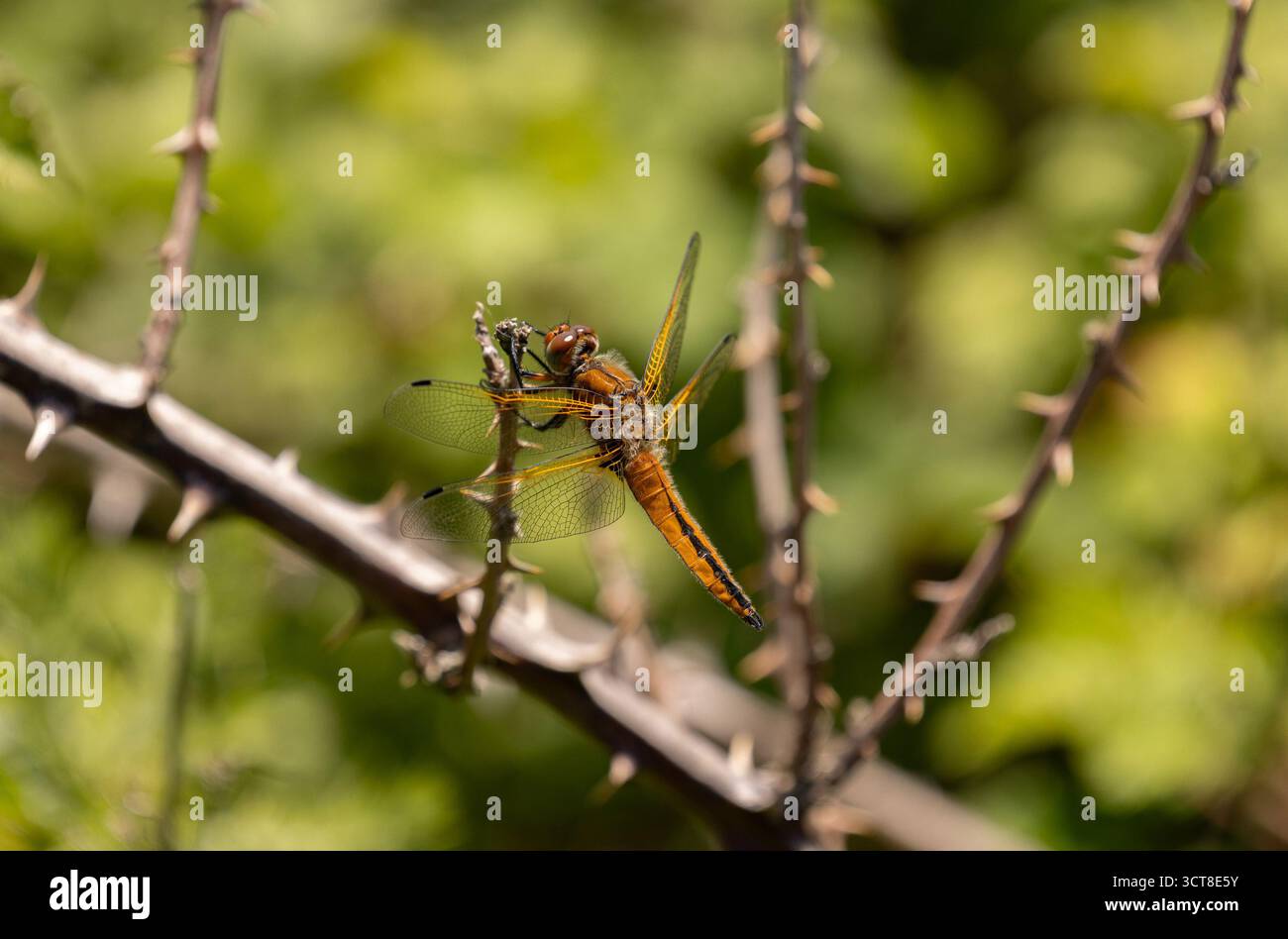 Scarso Chaser Dragonfly maschio immaturo - Libellula fulva Foto Stock