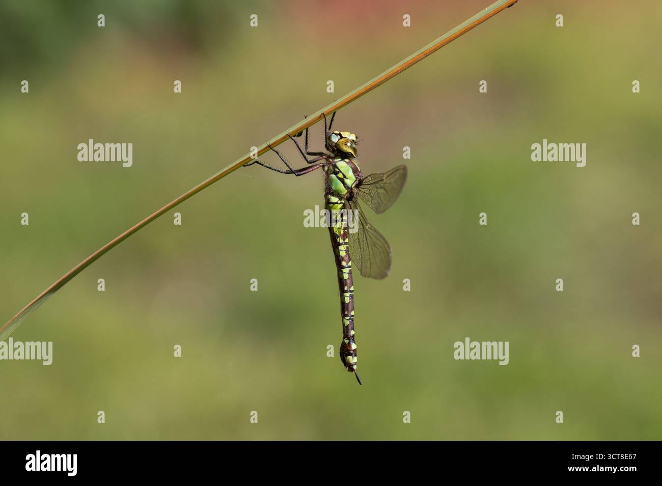 Southern Hawker Dragonfly femmina - Aeshna cyanea Foto Stock